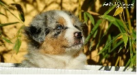 Duncan Legend Blue des Bergers d'Azur (Bleu Merle 